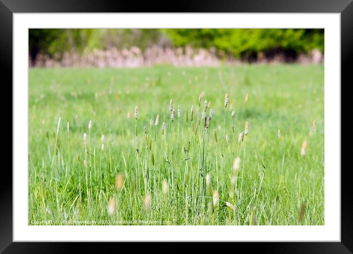 Meadow grass Framed Mounted Print by Vitalii Kryvolapov