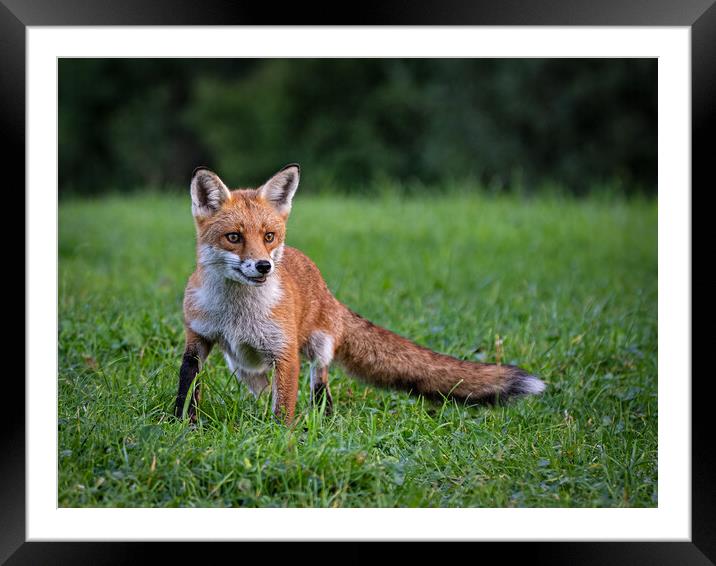 Red fox  Framed Mounted Print by Vicky Outen