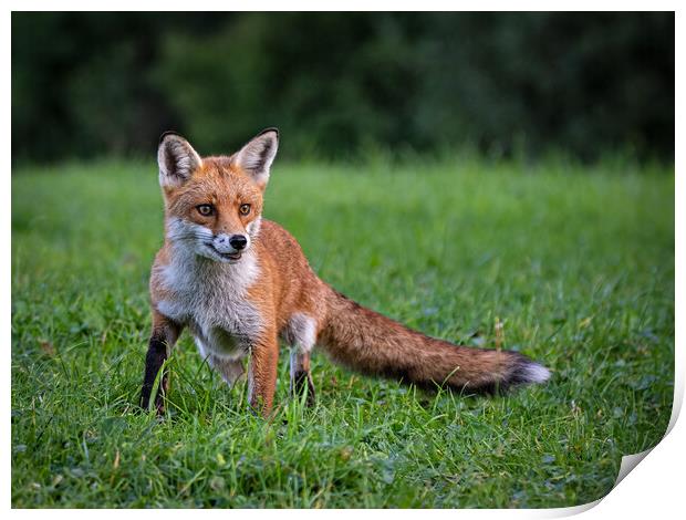 Red fox  Print by Vicky Outen