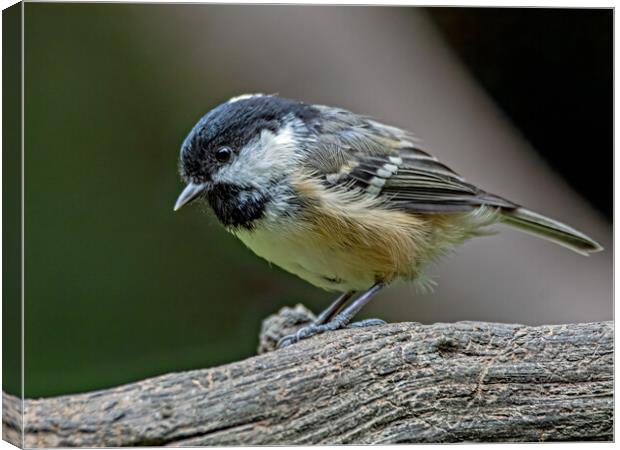 Coal tit on a log  Canvas Print by Vicky Outen