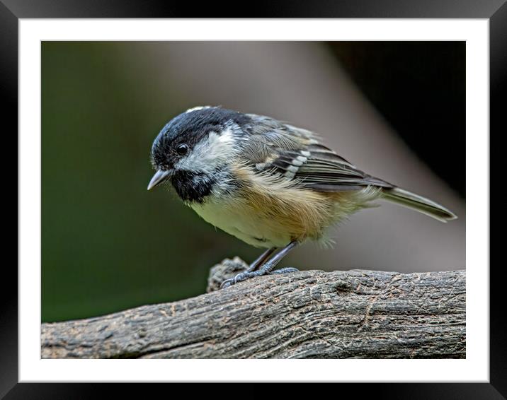 Coal tit on a log  Framed Mounted Print by Vicky Outen