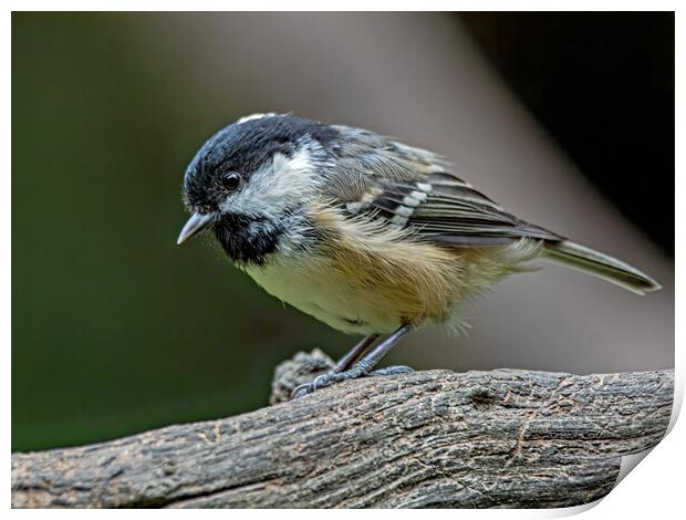 Coal tit on a log  Print by Vicky Outen