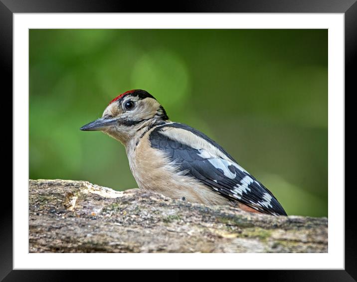 Great spotted woodpecker  Framed Mounted Print by Vicky Outen