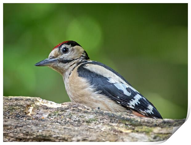 Great spotted woodpecker  Print by Vicky Outen