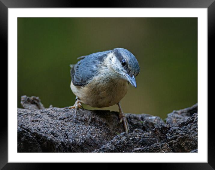 Nuthatch Framed Mounted Print by Vicky Outen