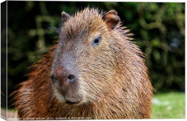 A Capybara close up Canvas Print by Simon Marlow