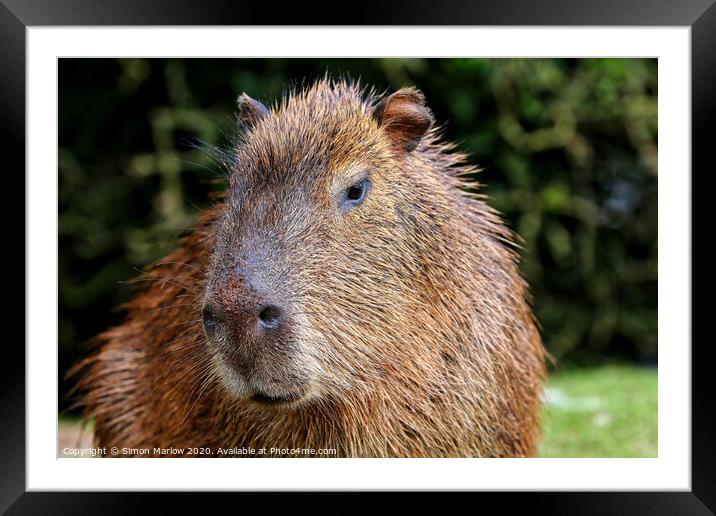 A Capybara close up Framed Mounted Print by Simon Marlow
