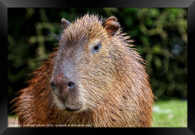 A Capybara close up Framed Print by Simon Marlow