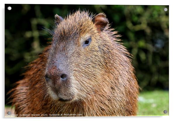 A Capybara close up Acrylic by Simon Marlow