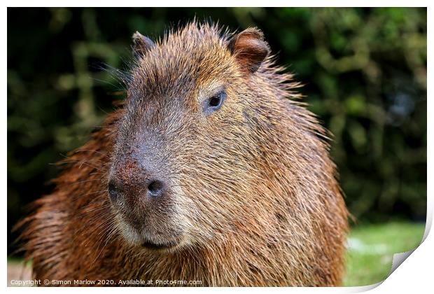 A Capybara close up Print by Simon Marlow