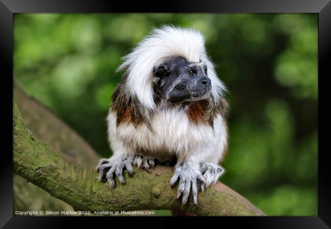 Cotton Top Tamarin Framed Print by Simon Marlow