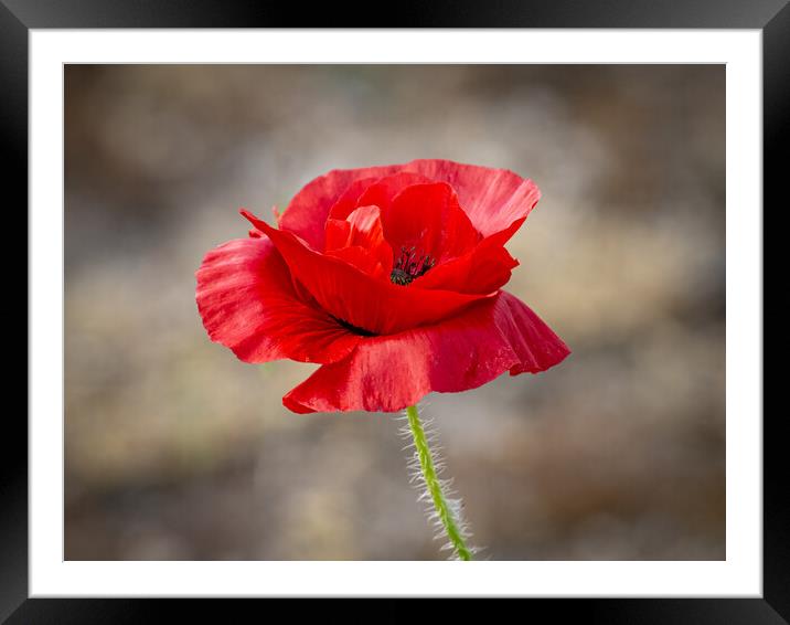 Single red poppy at Lytham St Annes  Framed Mounted Print by Vicky Outen