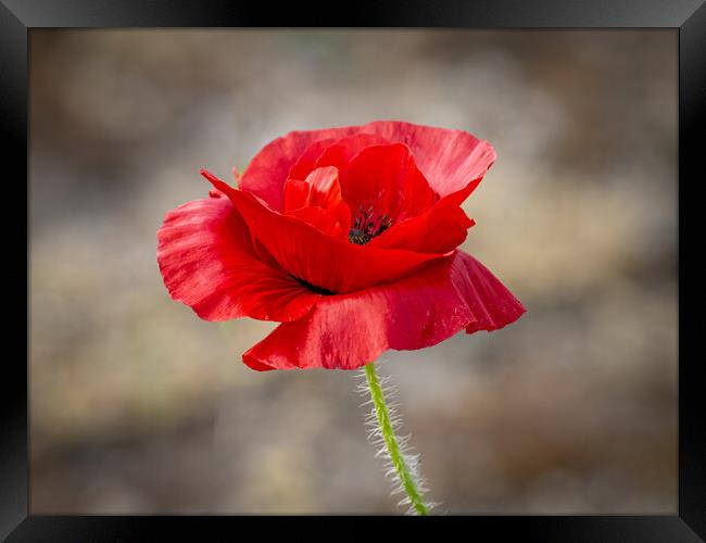 Single red poppy at Lytham St Annes  Framed Print by Vicky Outen