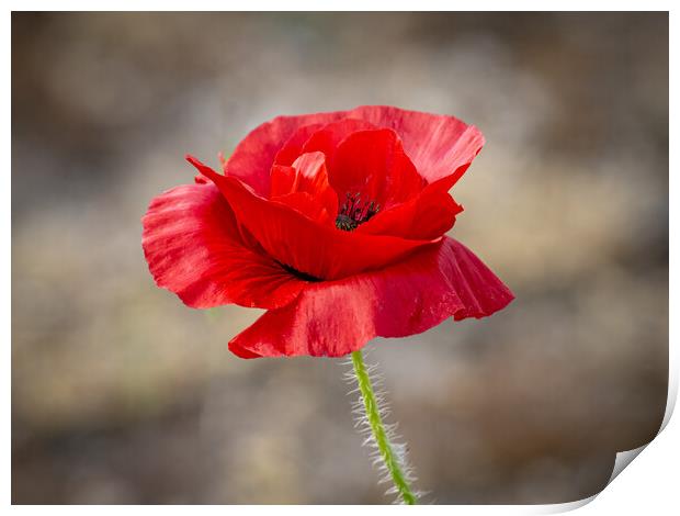 Single red poppy at Lytham St Annes  Print by Vicky Outen