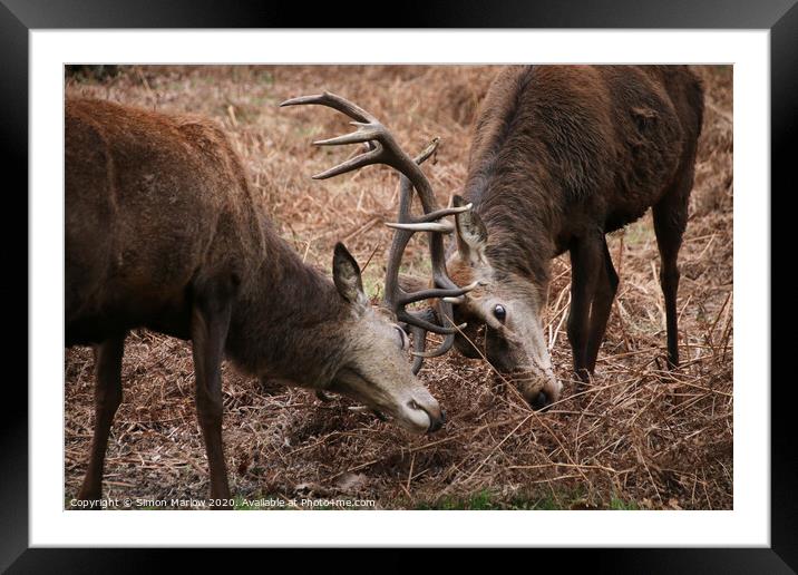 Stags with locked antlers in rutting season Framed Mounted Print by Simon Marlow