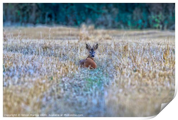 Tranquil Deer Amidst Golden Stubble Print by Simon Marlow