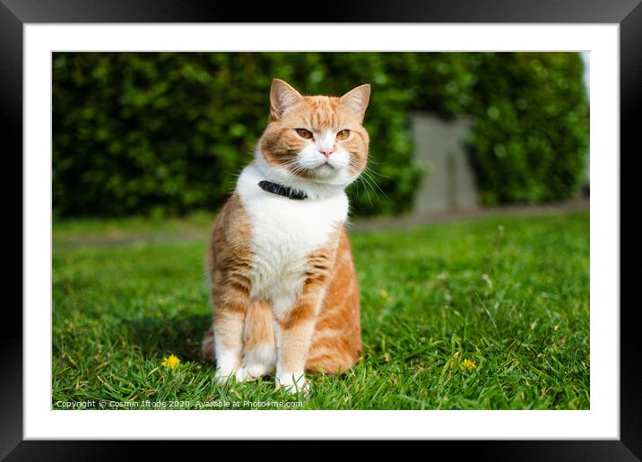 Animal cat Framed Mounted Print by Cosmin Iftode