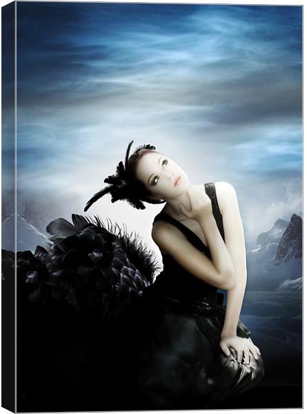 The Black Swan Canvas Print by Julie Hoddinott