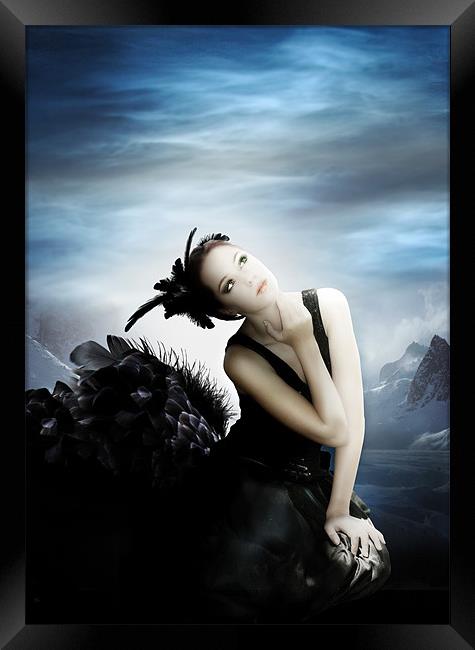 The Black Swan Framed Print by Julie Hoddinott