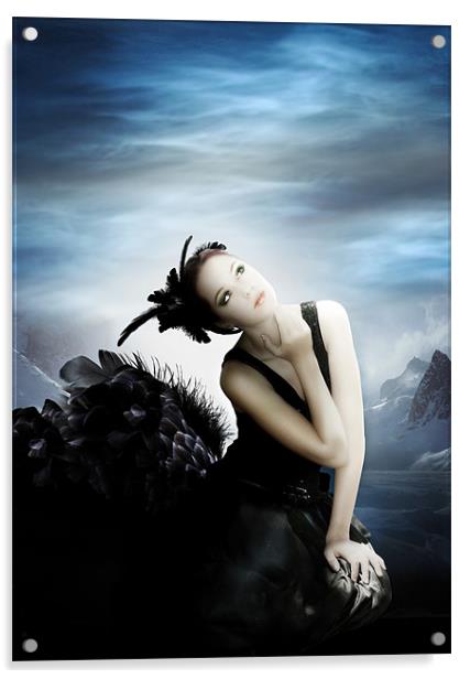 The Black Swan Acrylic by Julie Hoddinott