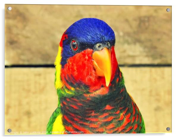 beautiful color Nuri bird Acrylic by John Lusikooy
