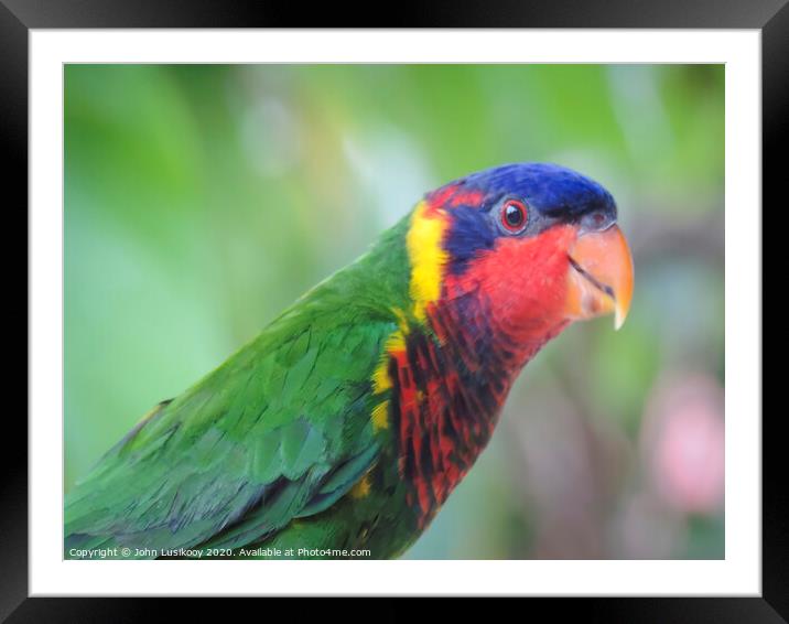 beautiful color Nuri bird Framed Mounted Print by John Lusikooy