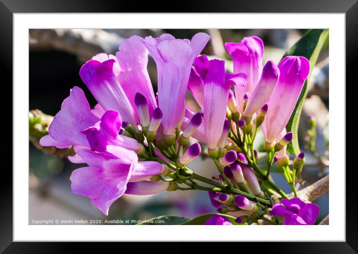 Purple flowers of the Garlic Vine  Framed Mounted Print by Kevin Hellon
