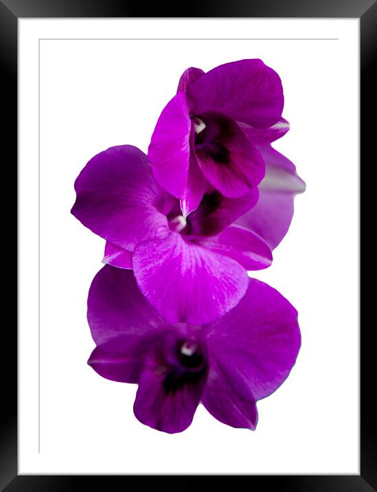 Purple orchid isolated Framed Mounted Print by Kevin Hellon