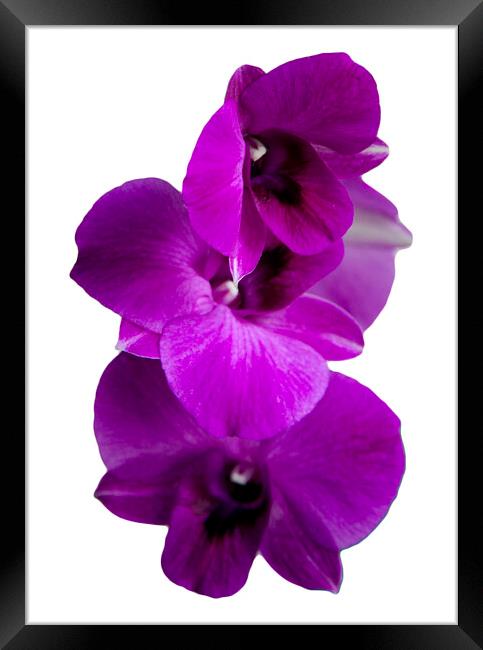 Purple orchid isolated Framed Print by Kevin Hellon