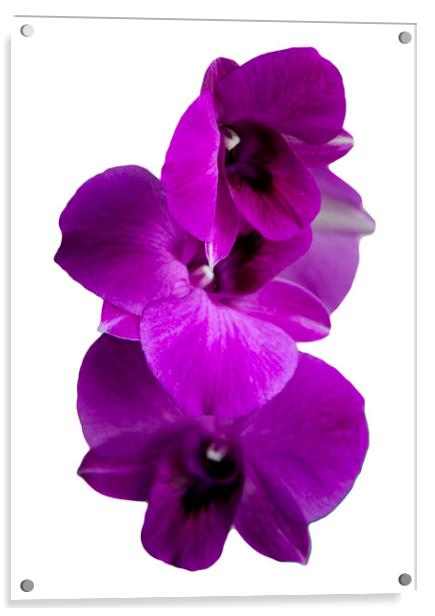 Purple orchid isolated Acrylic by Kevin Hellon
