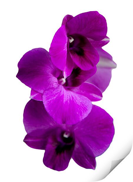 Purple orchid isolated Print by Kevin Hellon