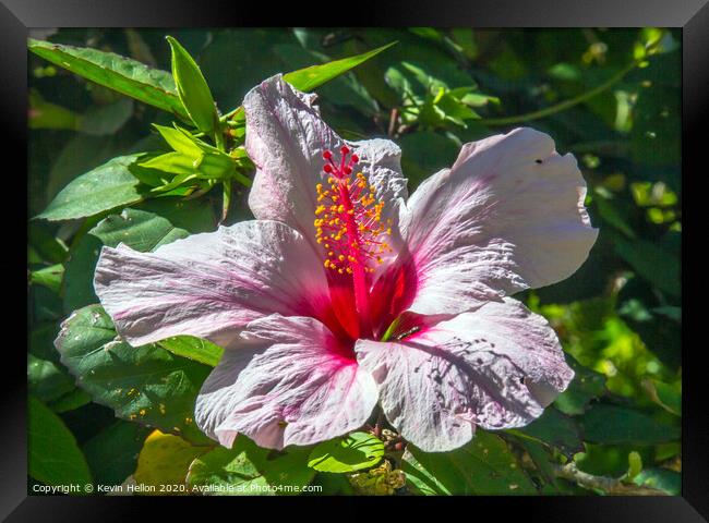 Lilac hibiscus flower  Framed Print by Kevin Hellon