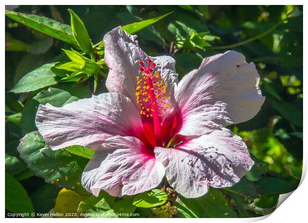 Lilac hibiscus flower  Print by Kevin Hellon