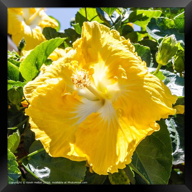 Beautiful yellow hibiscus flower Framed Print by Kevin Hellon