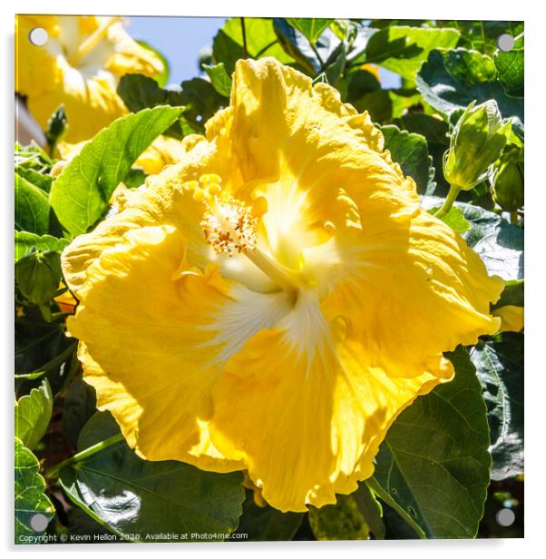 Beautiful yellow hibiscus flower Acrylic by Kevin Hellon
