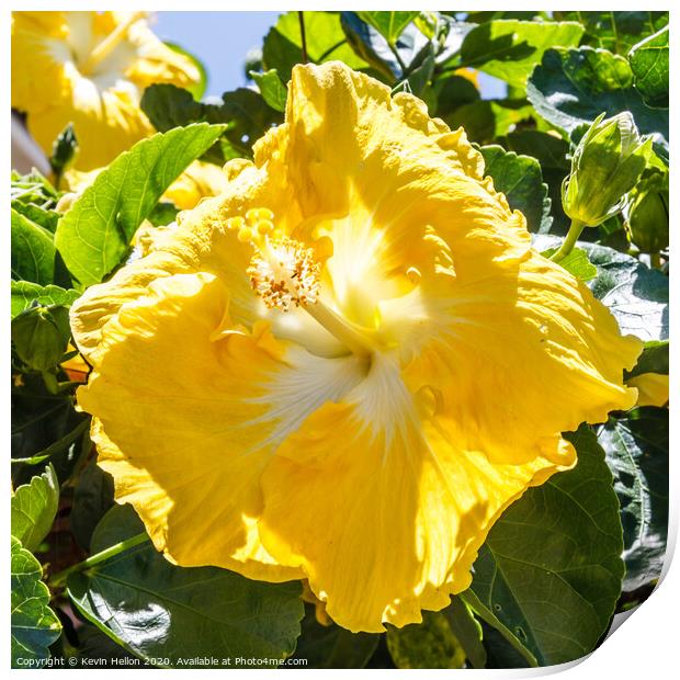 Beautiful yellow hibiscus flower Print by Kevin Hellon
