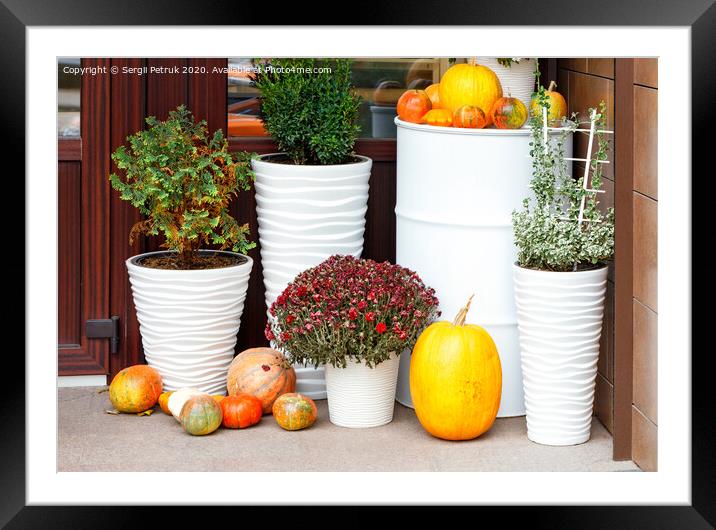 Autumn still life at the entrance of the house, pumpkins of various sizes and autumn chrysanthemum flowers in large snow-white pots. Framed Mounted Print by Sergii Petruk