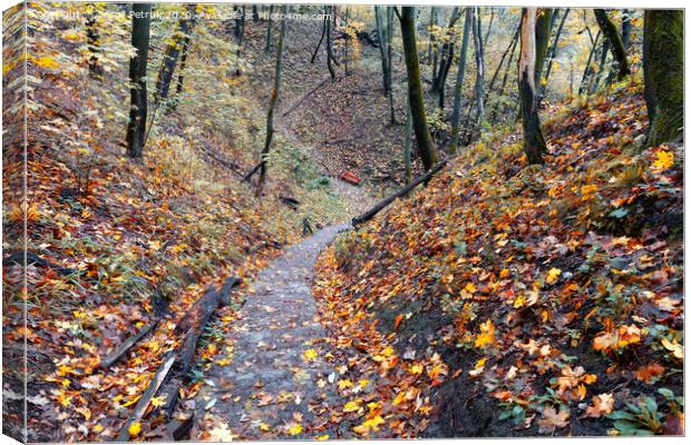 A stone-paved path in the autumn forest descends from the hill. Canvas Print by Sergii Petruk