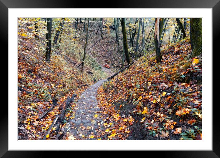A stone-paved path in the autumn forest descends from the hill. Framed Mounted Print by Sergii Petruk