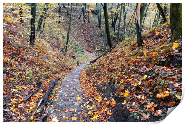 A stone-paved path in the autumn forest descends from the hill. Print by Sergii Petruk