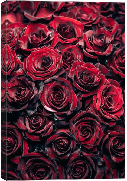 Red Roses Canvas Print by Steffen Gierok-Latniak