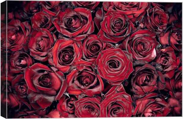 Red Roses Canvas Print by Steffen Gierok-Latniak
