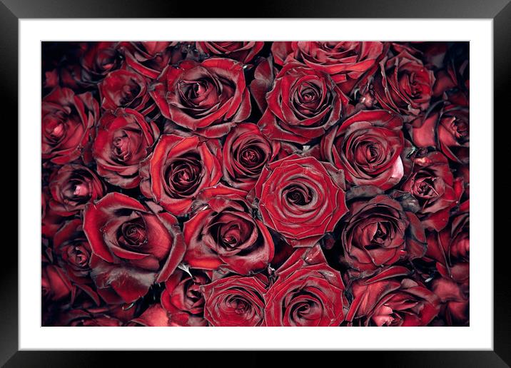 Red Roses Framed Mounted Print by Steffen Gierok-Latniak