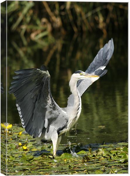GREY HERON Canvas Print by Anthony R Dudley (LRPS)