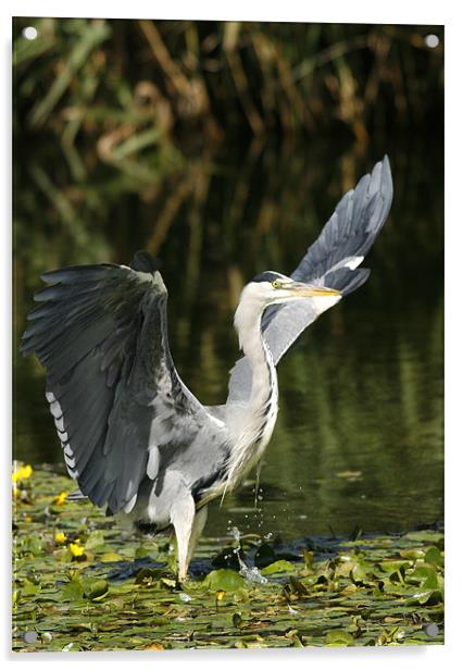 GREY HERON Acrylic by Anthony R Dudley (LRPS)