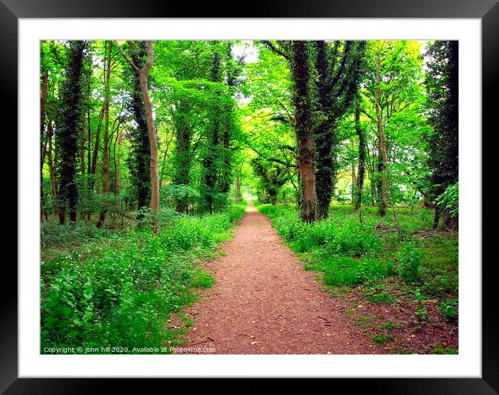 Forest footpath. Framed Mounted Print by john hill