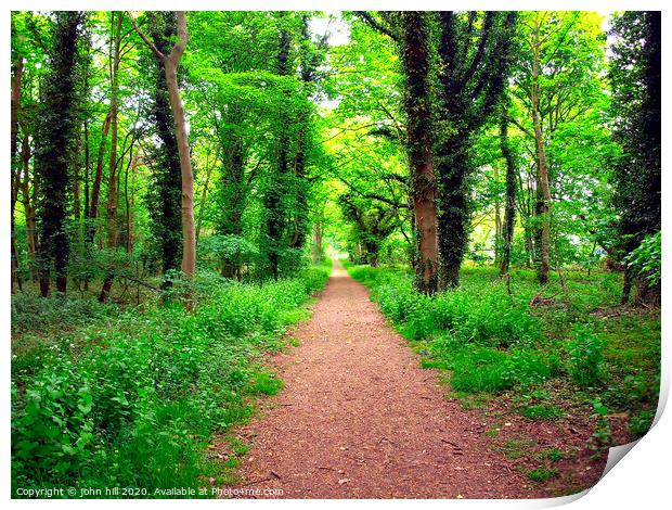 Forest footpath. Print by john hill