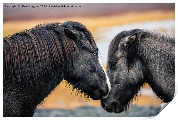 Two Icelandic Horses Print by Steve Hughes