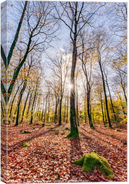 Autumn in a Devon woodland Canvas Print by Gary Holpin