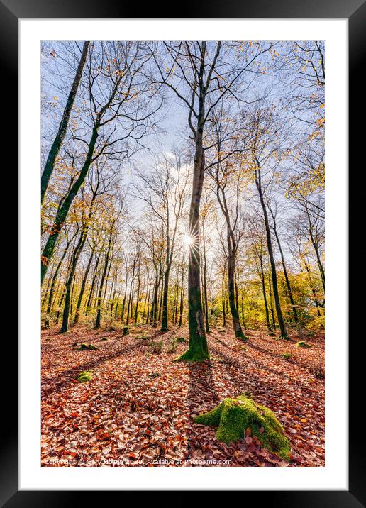 Autumn in a Devon woodland Framed Mounted Print by Gary Holpin